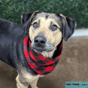 Website Pet Pictures - 2026-01-05T081549.603