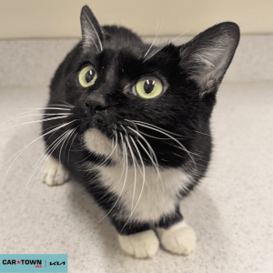 Website Pet Pictures - 2026-01-05T134145.570