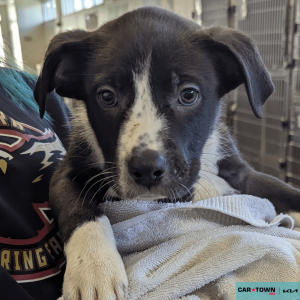 Website Pet Pictures - 2026-01-05T135729.569