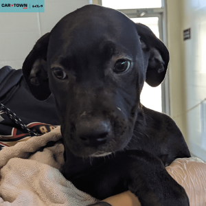 Website Pet Pictures - 2026-01-05T140431.476