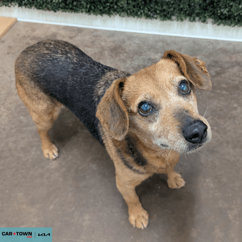 Website Pet Pictures - 2026-01-07T155635.961