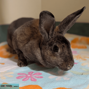 Website Pet Pictures - 2026-01-16T155404.247