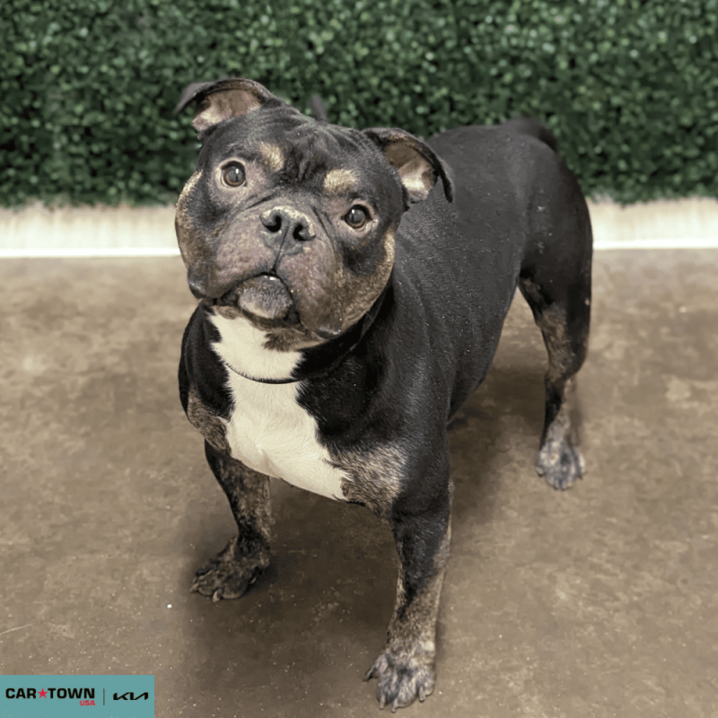 Website Pet Pictures - 2026-01-16T161024.978