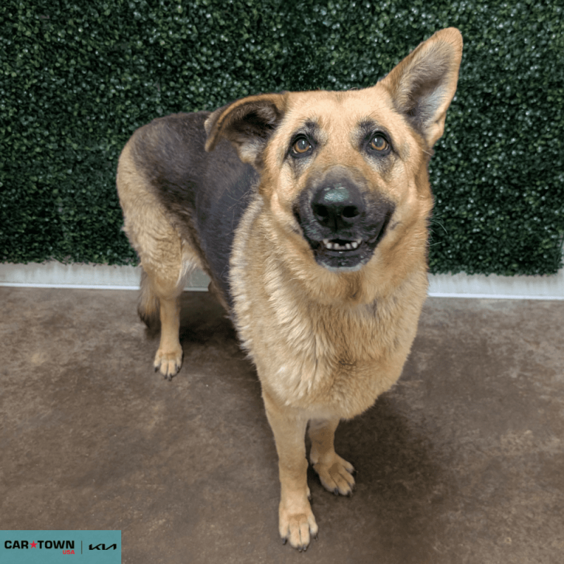 Website Pet Pictures - 2026-01-18T104329.617