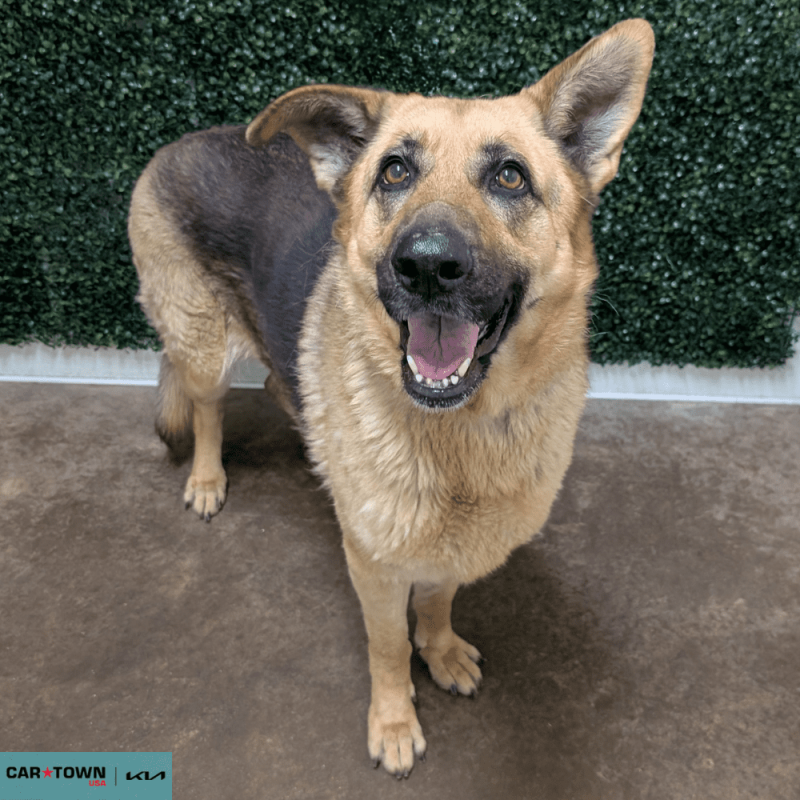 Website Pet Pictures - 2026-01-18T104520.214