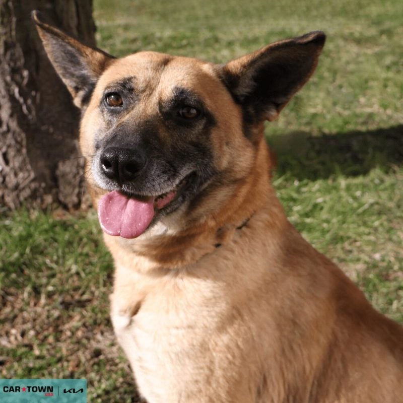 Website Pet Pictures - 2026-01-20T130729.211