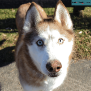 Website Pet Pictures - 2026-01-20T131113.603