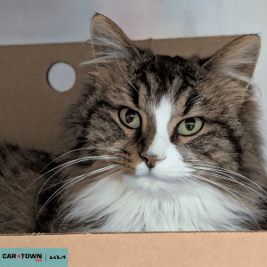 Website Pet Pictures - 2026-01-20T134018.198