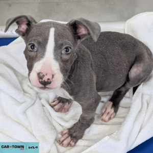 Website Pet Pictures - 2026-01-20T134500.694