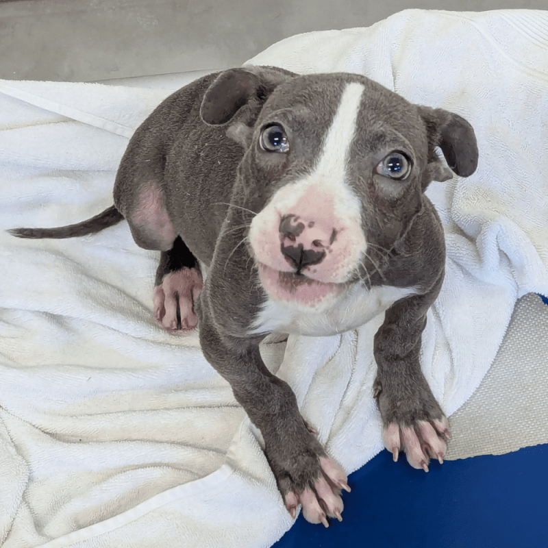 Website Pet Pictures - 2026-01-20T134525.035