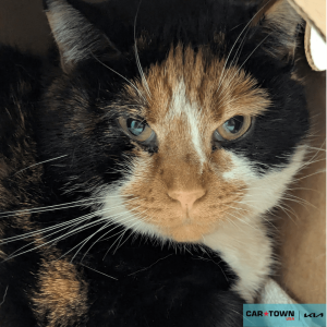 Website Pet Pictures - 2026-01-21T141500.413