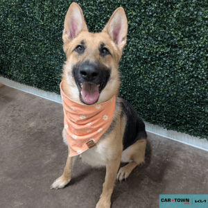 Website Pet Pictures - 2026-01-28T095419.794