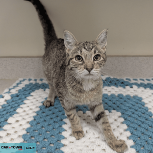 Website Pet Pictures - 2026-01-28T110632.651