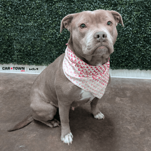 Website Pet Pictures - 2026-01-29T113844.061