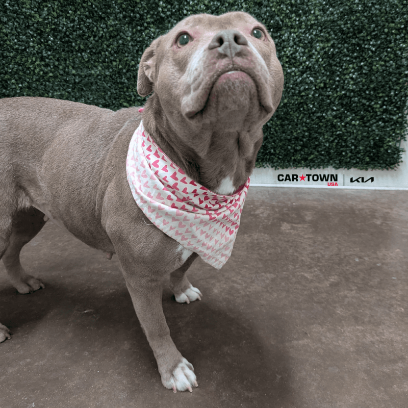 Website Pet Pictures - 2026-01-29T113945.042