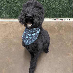 Website Pet Pictures - 2026-01-29T114335.147