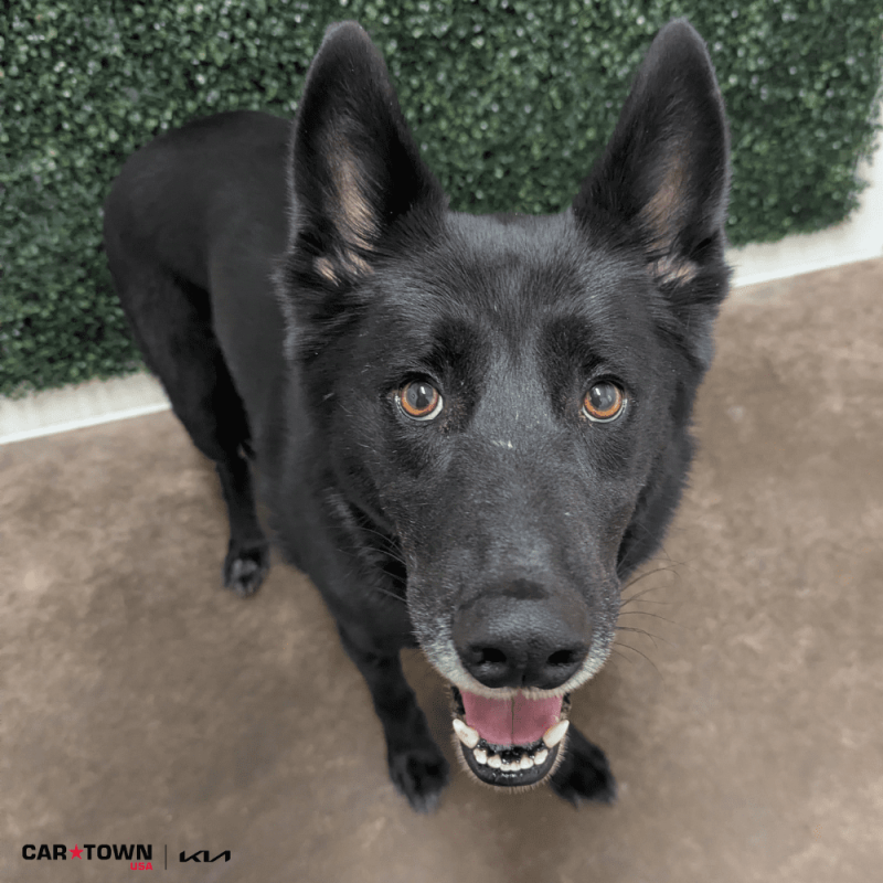 Website Pet Pictures - 2026-02-01T143423.438