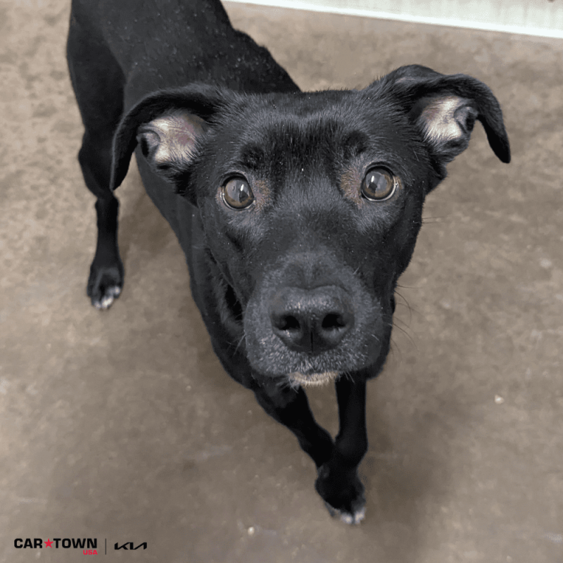 Website Pet Pictures - 2026-02-01T144227.427