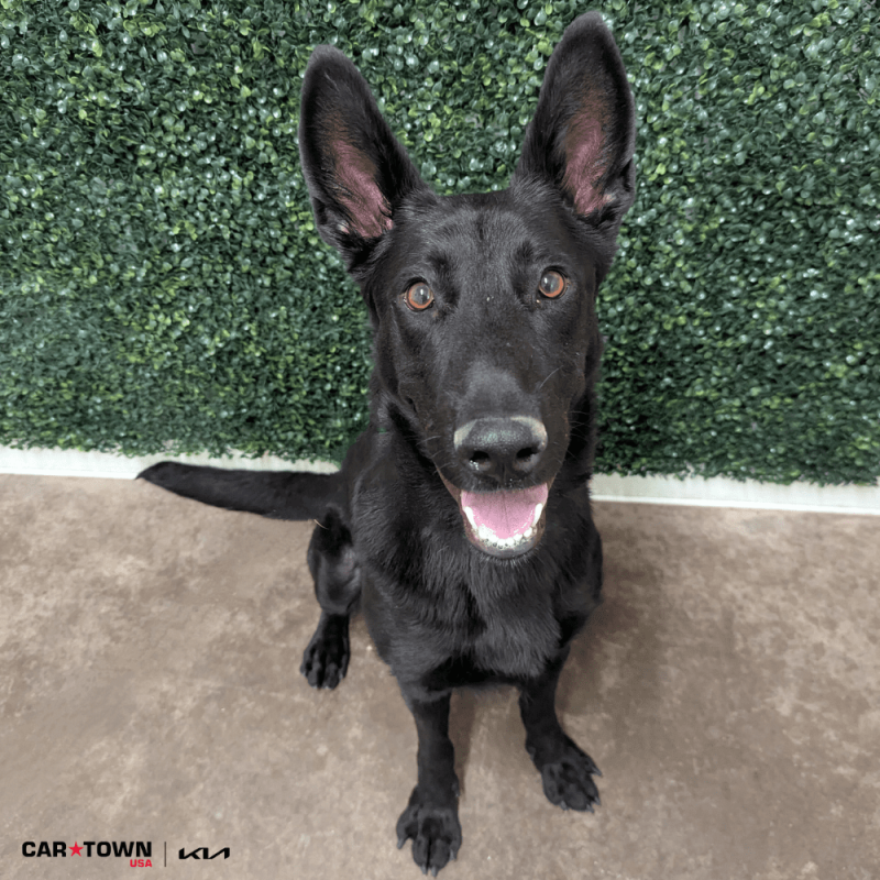 Website Pet Pictures - 2026-02-01T144446.318