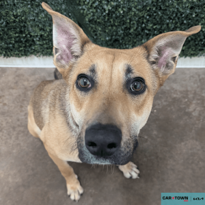 Website Pet Pictures - 2026-02-01T173819.876