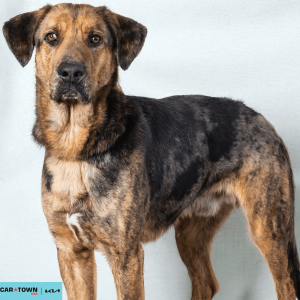 Website Pet Pictures - 2026-02-04T102245.869