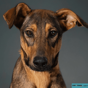 Website Pet Pictures - 2026-02-04T102504.891