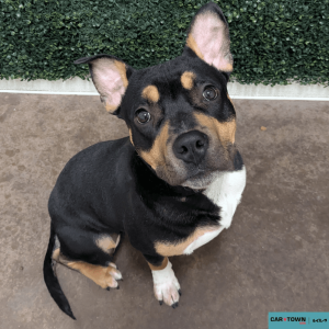 Website Pet Pictures - 2026-02-04T113813.857