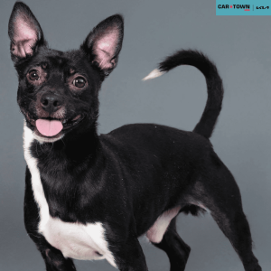 Website Pet Pictures - 2026-02-04T170014.896