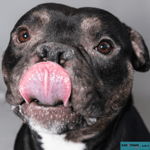 Website Pet Pictures - 2026-02-04T172147.766