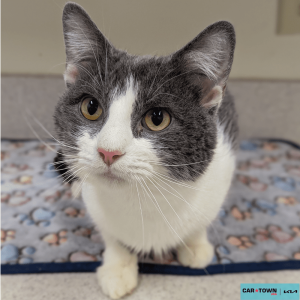 Website Pet Pictures - 2026-02-06T112324.185