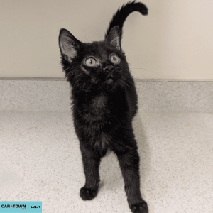 Website Pet Pictures - 2026-02-06T112802.235