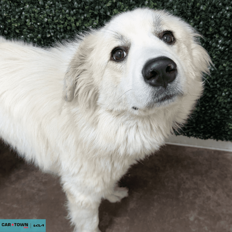 Website Pet Pictures - 2026-02-06T144634.129