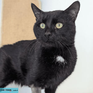 Website Pet Pictures - 2026-02-06T164601.273