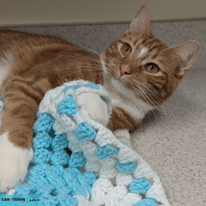 Website Pet Pictures - 2026-02-06T165823.348