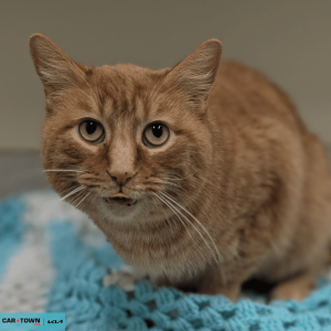 Website Pet Pictures - 2026-02-06T170316.336