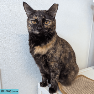 Website Pet Pictures - 2026-02-08T110213.046