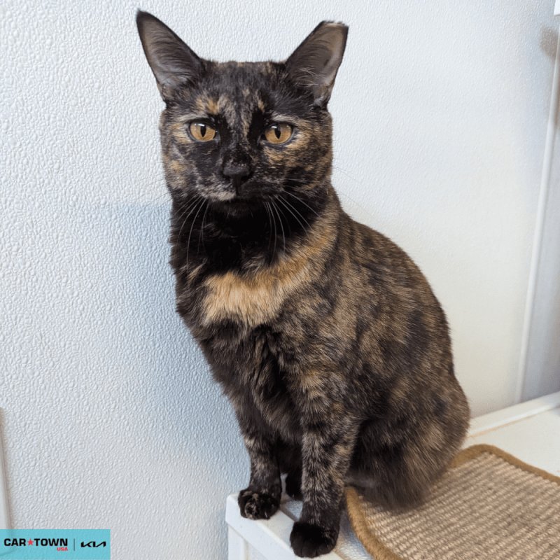 Website Pet Pictures - 2026-02-08T110213.046