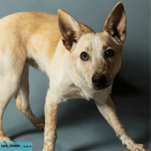 Website Pet Pictures - 2026-02-08T153450.609