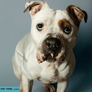 Website Pet Pictures - 2026-02-08T163527.136