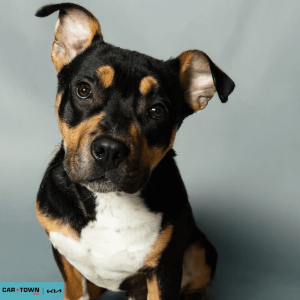 Website Pet Pictures - 2026-02-08T164203.417