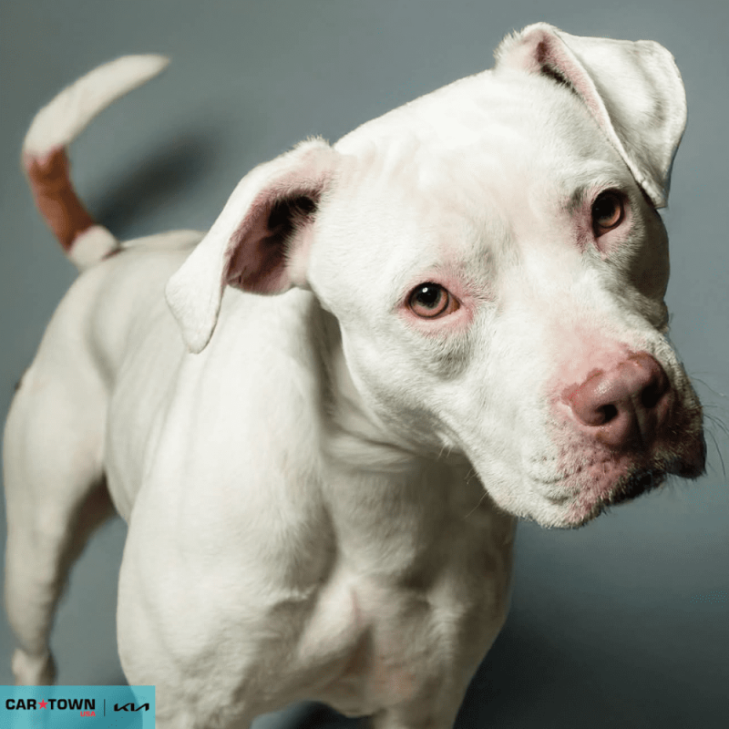 Website Pet Pictures - 2026-02-08T164407.042