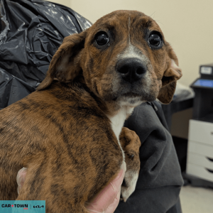 Website Pet Pictures - 2026-02-09T083111.350