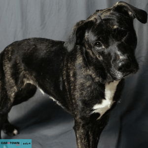 Website Pet Pictures - 2026-02-09T083926.408