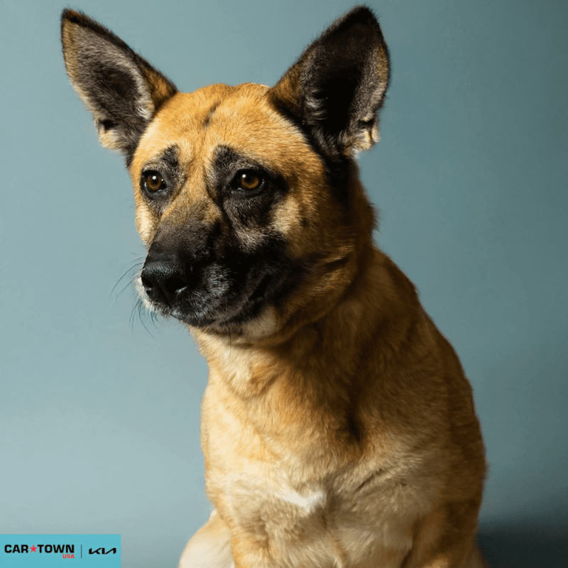 Website Pet Pictures - 2026-02-09T084131.498