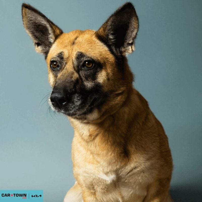 Website Pet Pictures - 2026-02-09T084131.498