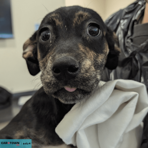 Website Pet Pictures - 2026-02-09T084652.378