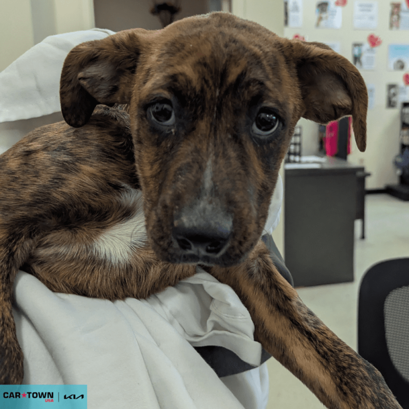 Website Pet Pictures - 2026-02-09T084837.335