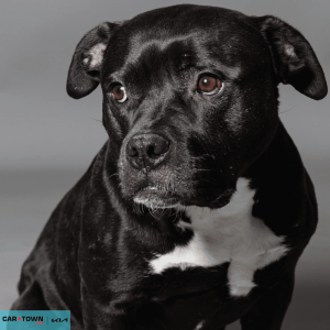 Website Pet Pictures - 2026-02-10T102339.056