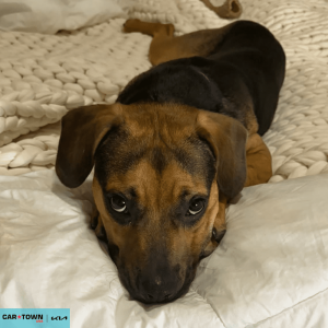 Website Pet Pictures - 2026-02-10T102734.001