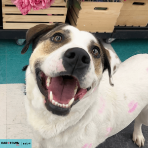 Website Pet Pictures - 2026-02-10T103338.043